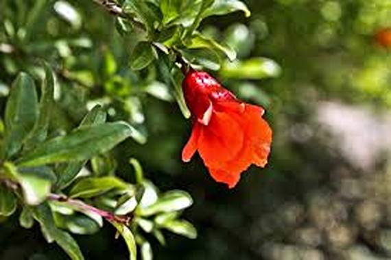 تصویر 5 از خرید و قیمت گیاه گلنار فارسی + فروش عمده